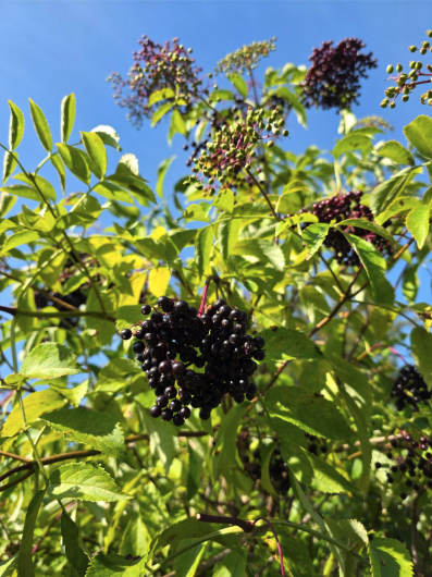 Elderberry (Sambucus nigra)