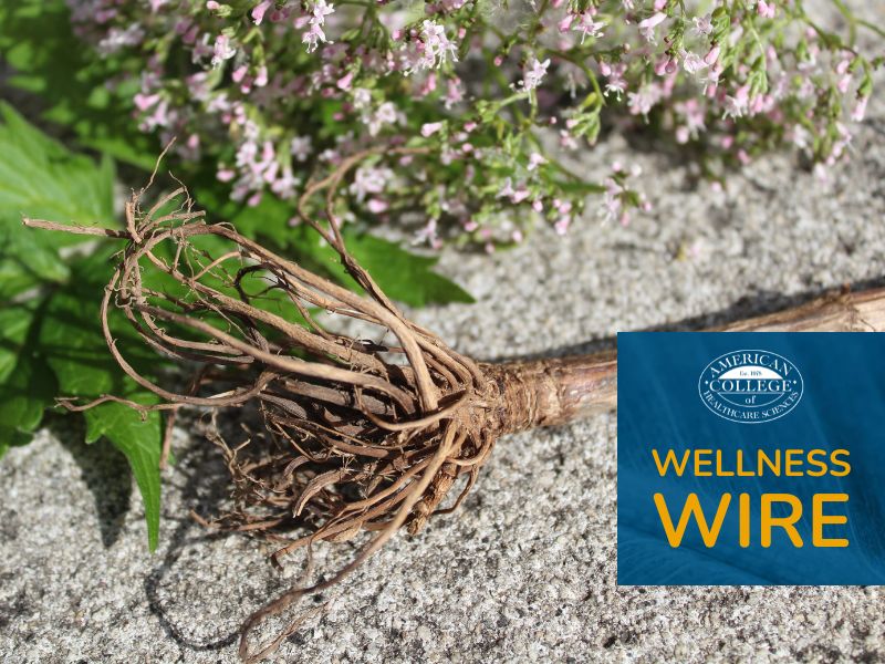 Valerian root and valerian flowers