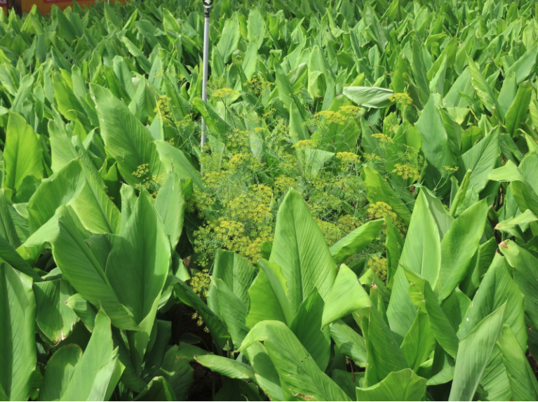 The green leaves of turmeric fields in India
