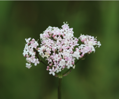 Valerian flowers