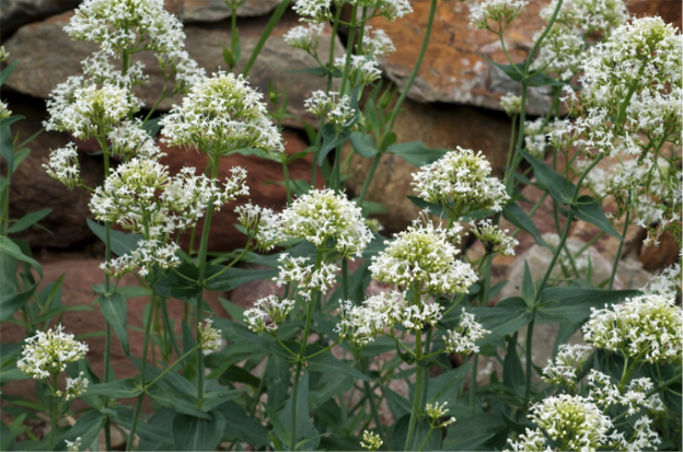White valerian flowers