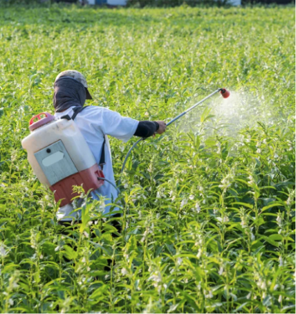 A man spraying pesticides on a field