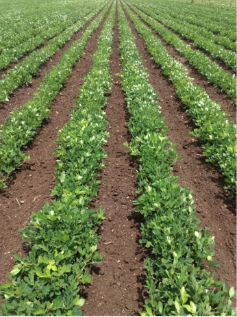 A field of green herbs growing in lines