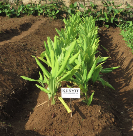 Turmeric leaves growing in soil