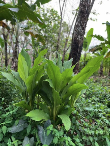 Turmeric leaves