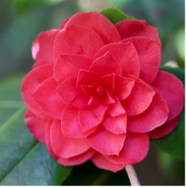 Camellia oil