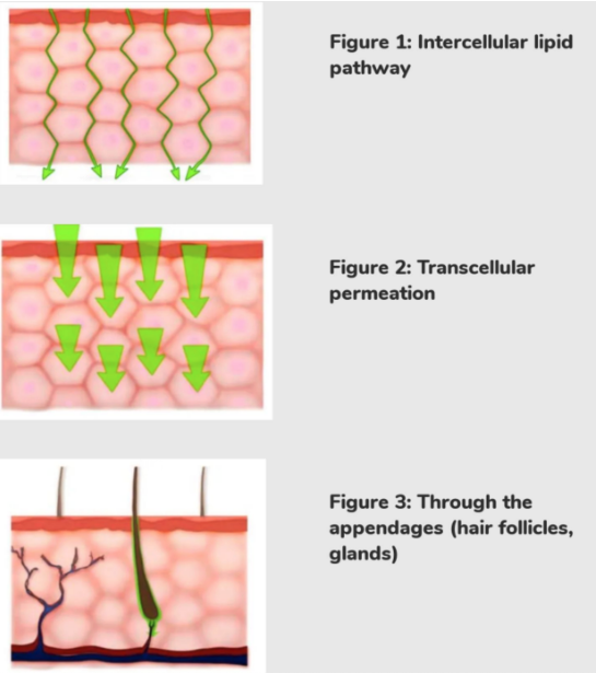 Chart showing chemicals entering the body through three primary pathways