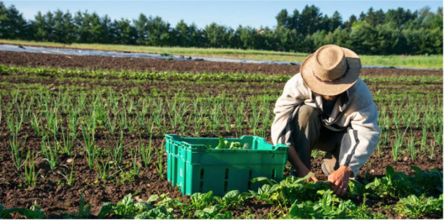 a farmer harvesting plants from a field