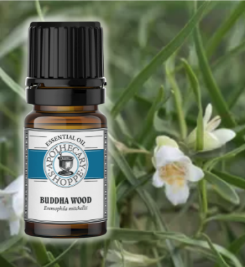 A bottle of buddha wood essential oil with the plant in the background