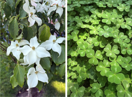 Botanical Walk plants