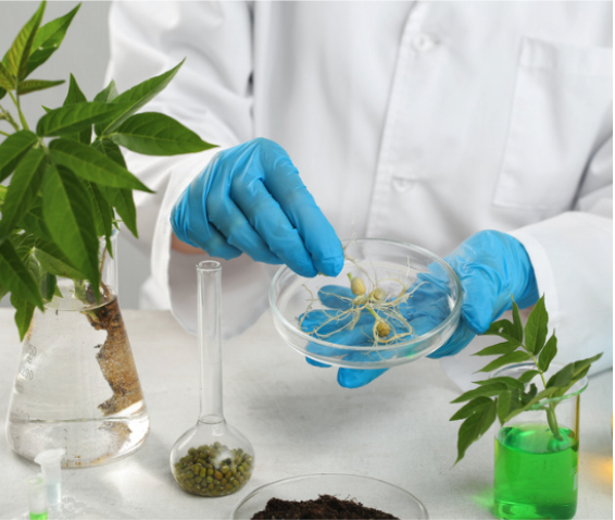 Plants in a petrie dish