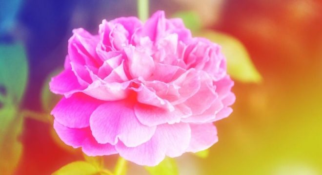 a close up shot of a flower with pink petals