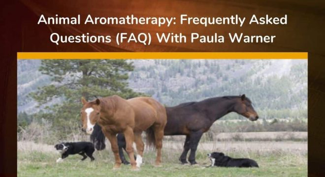 Animal Aromatherapy: Frequently Asked Questions (FAQ) With Paula Warner