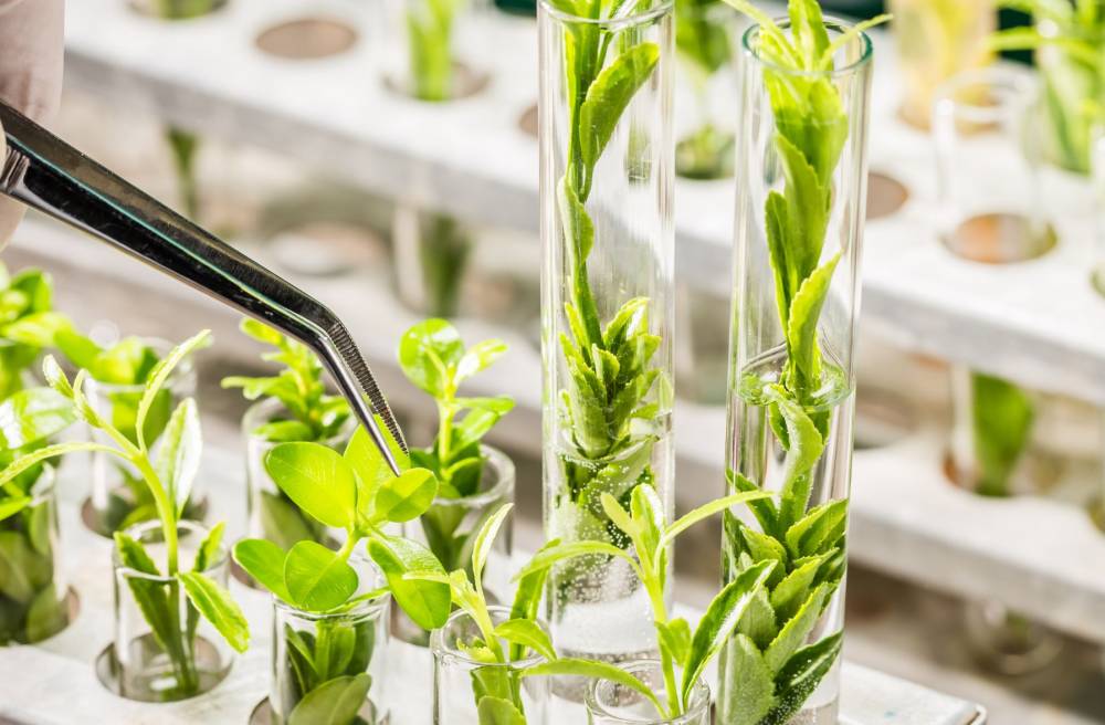 DSC 710 - Advanced Botanical Therapeutics and Research I