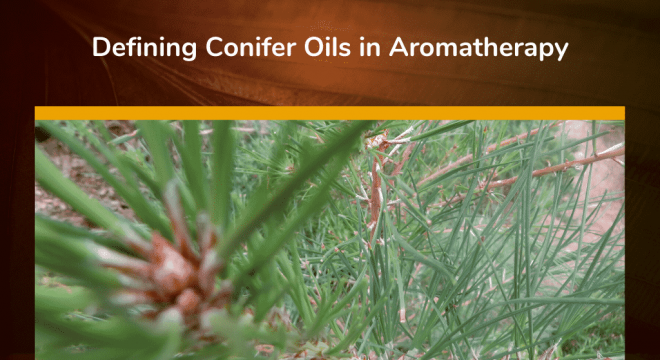 Defining Conifer Oils in Aromatherapy