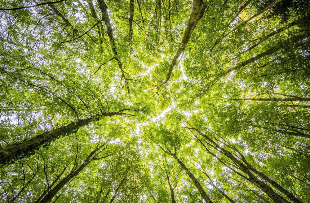 Low-angle view looking up through tall trees with sunlight filtering through the leaves