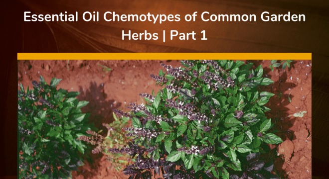 Essential Oil Chemotypes of Common Garden Herbs _ Part 1