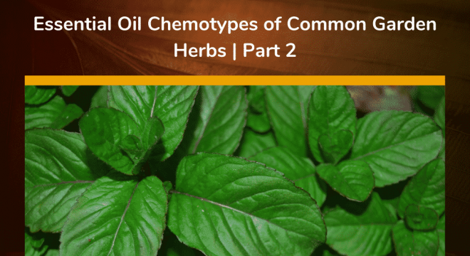 Essential Oil Chemotypes of Common Garden Herbs _ Part 2
