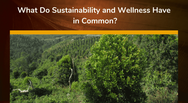 what-do-sustainability-and-wellness-have-in-common