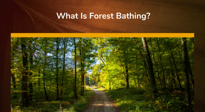 What Is Forest Bathing?