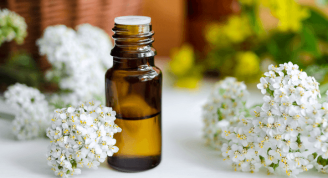 Yarrow-therapeutic-benefits