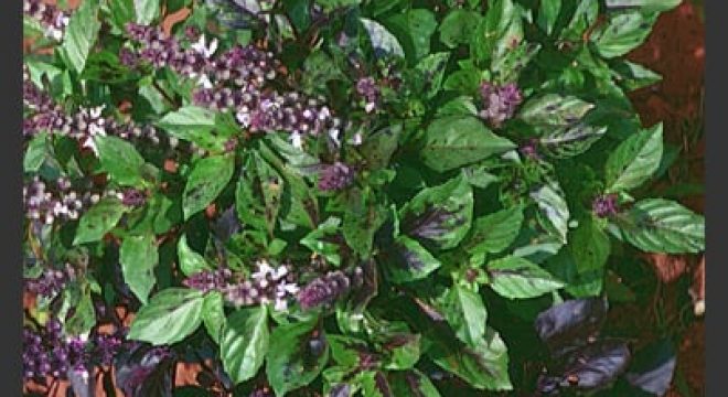 image of a full basil plant