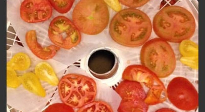 image of tomato slices lying on a dehydrator rack