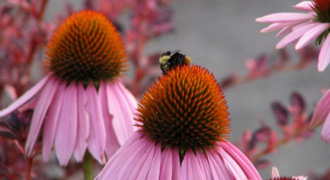 echinacea_pollinate-resized-600