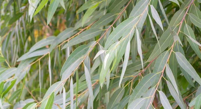 eucalytpus-cleaning