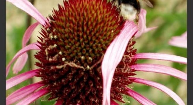 close up shot of an echinacea flower with wilting petals