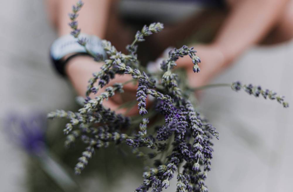 lavender distillation CE 2