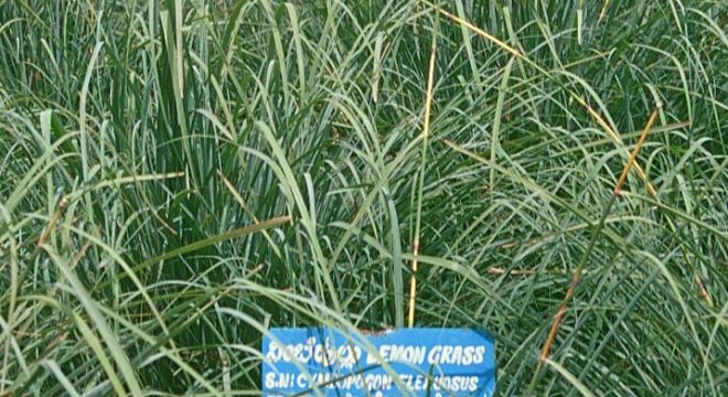 image of lemongrass in a field