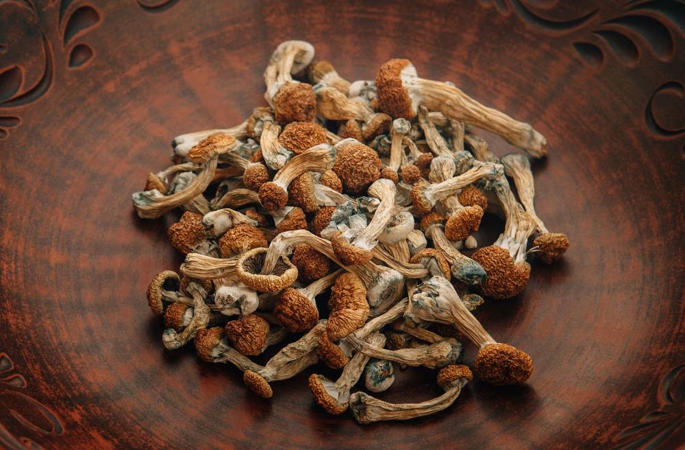 psilocybin mushroom training