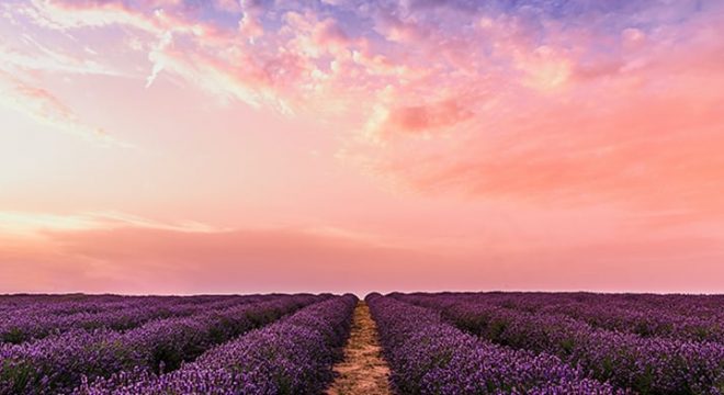 photo-lavender-flower-field-under-pink-sky-1166209