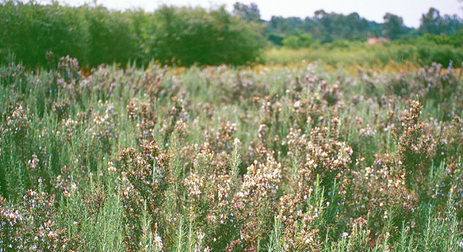 rosemary-field