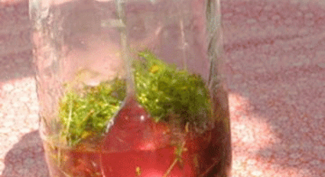 a hand stirs some leafy greens in pink liquid that is in a large clear canning glass jar