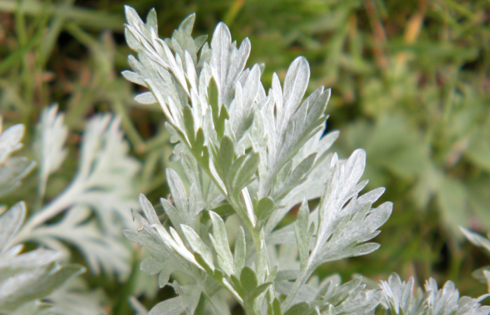 pIcture of wormwood plant